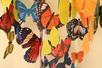 0 PopUp postikortti 30 Butterflies