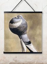 0 Poster Pigeon 50X50