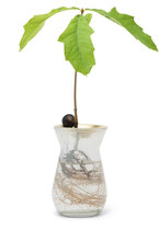 Ale0 Paddywax Diffuser Neroli huonetuoksu